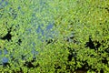 River blooming algae. Blooming water texture background. Close up, top view Royalty Free Stock Photo