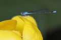 River Bluet Damselfly Perched on a Yellow Pond Lily Royalty Free Stock Photo