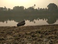 A river boat on the river bank Royalty Free Stock Photo