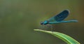 River bright blue dragonfly on a leaf. copy space