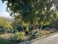 River Bush Willow (lat.- Combretum erythrophyllum