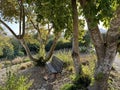 River Bush Willow (lat.- Combretum erythrophyllum
