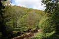 River Calder in woodland, Calder Vale, Lancashire