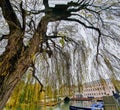 River Cam with moored punts in Cambridge, England viewed behind the branches of a beautiful tree Royalty Free Stock Photo