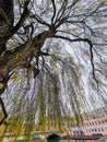 River Cam with moored punts in Cambridge, England viewed behind the branches of a beautiful tree Royalty Free Stock Photo