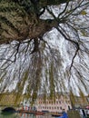 River Cam with moored punts in Cambridge, England viewed behind the branches of a beautiful tree