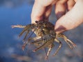 River cancer in hand