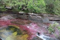 Colored Waters Cano Cristales Colombia