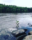 River catawba south Carolina treeline sky green water flowing fishing vacation riding boat rest leisure and blue