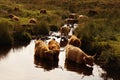 River cattle