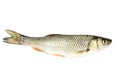 River chub