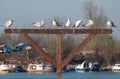 River city gulls Royalty Free Stock Photo