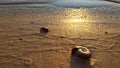 River clam shell on the wet  river sand background. Royalty Free Stock Photo