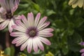 River close-up of white daisy plant