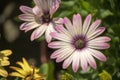 River close-up of white daisy plant