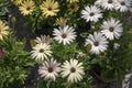 River close-up of white daisy plant