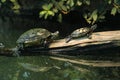 River and Eastern painted turtle