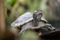 River - a freshwater turtle native to Florida Royalty Free Stock Photo