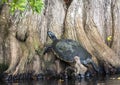 River Cooter Turtle basking on Cypress butress. Greenfield Lake Park, Wilmington NC Royalty Free Stock Photo