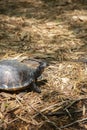 River Cooter Turtle Royalty Free Stock Photo