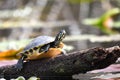River Cooter Turtle on a log in the Okefenokee Swamp Royalty Free Stock Photo