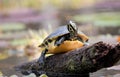 River Cooter Turtle on a log in the Okefenokee Swamp Royalty Free Stock Photo