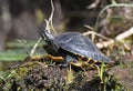 River Cooter Turtle Suwannee River Canal; Okefenokee National Wildlife Refuge, Georgia, USA Royalty Free Stock Photo