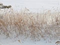 River is covered with ice and snow. The banks overgrown with reeds Royalty Free Stock Photo