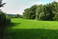 River covered with water lettuce Pistia stratiotes.