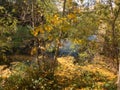 RIVER COVERED WHIT YELLOW LEAVES IN AUTUMN.