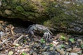 River Crab Potamonautes sp. in its hole under the stone Royalty Free Stock Photo