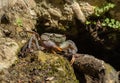 River Crab Potamonautes sp. under the stone Royalty Free Stock Photo