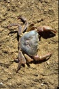 River crab on sand
