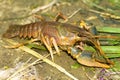 River crayfish / Astacus fluviatilis Royalty Free Stock Photo