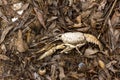River crayfish and mollusk shells lie on leaves and sand in spring on the river bank background texture Royalty Free Stock Photo