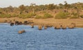 River crossing elephants in Chobe, Botswana Royalty Free Stock Photo