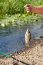A fisherman`s hand holds a caught fish on a fishing line against the background of a summer pond in blur Royalty Free Stock Photo