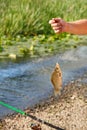 A fisherman`s hand holds a caught fish on a fishing line against the background of a summer pond in blur Royalty Free Stock Photo