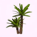 River Cycad Plants