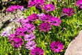 River daisy Flower Osteospermum ecklonis in a tropical garden, southern Spain