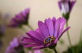 River daisy - Osteospermum ecklonis.