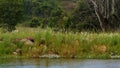 River dam in luscious green Africa