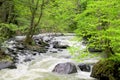 River deep in mountain forest Royalty Free Stock Photo
