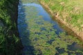 River ditch water algae pollution suspension mucilage Royalty Free Stock Photo