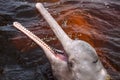 River dolphin in the Rio Negro, Brazil