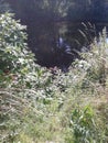 River Don with trees and vegitation