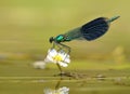River dragonfly Calopteryx splendens