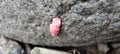 river snail eggs on the rock Royalty Free Stock Photo