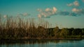 River and dry trees and autumn clouds