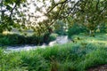 A river in the early morning in Waikato, New Zealand